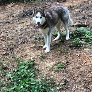 Meet your Posher, Adam